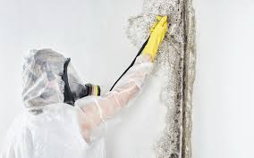 Best Environmental Consulting for Mold Prevention in Watsonville, CA